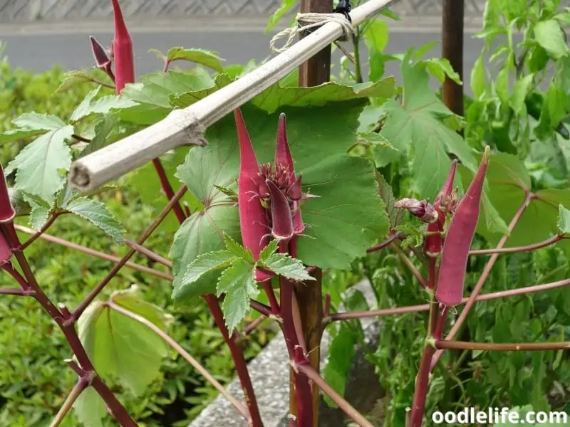 red okra plant