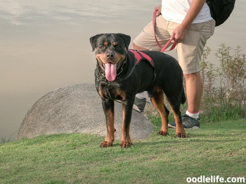 11 Most Loyal And Protective Dog Breeds - Oodle Life