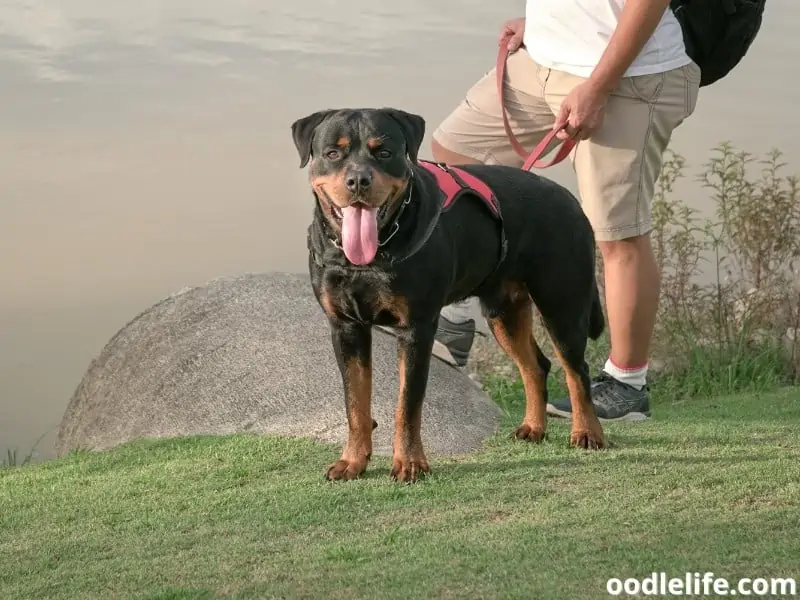 Rottweiler at the lake