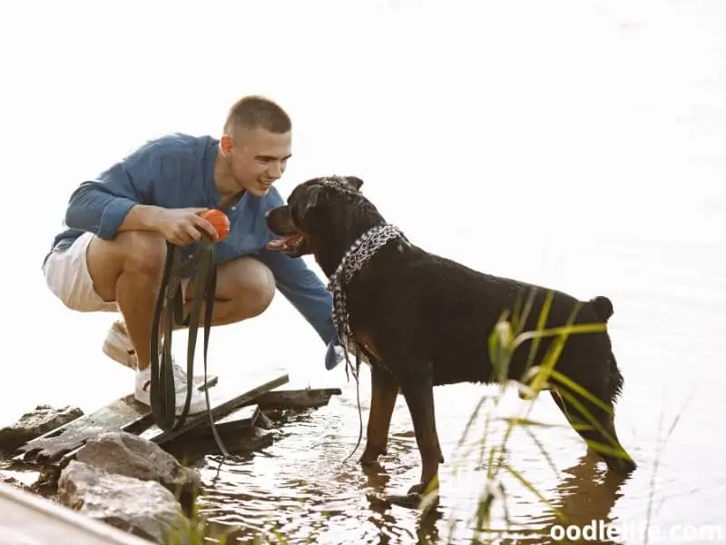 Rottweiler by the lake