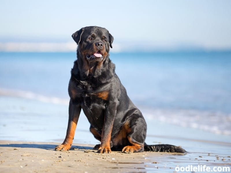 Rottweiler sits on sand
