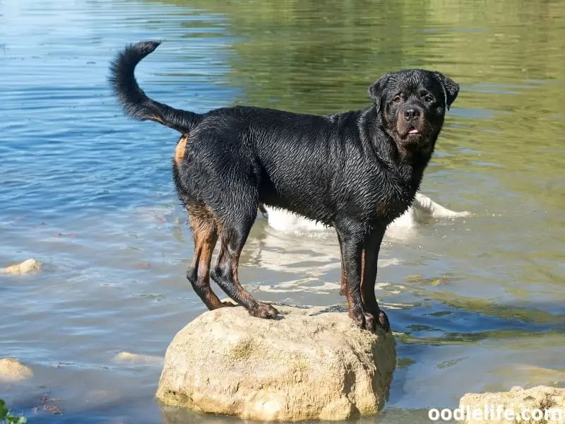 Rottweiler stands on the rock