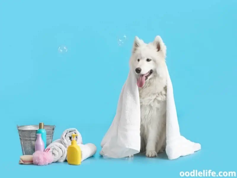 Samoyed takes a bath