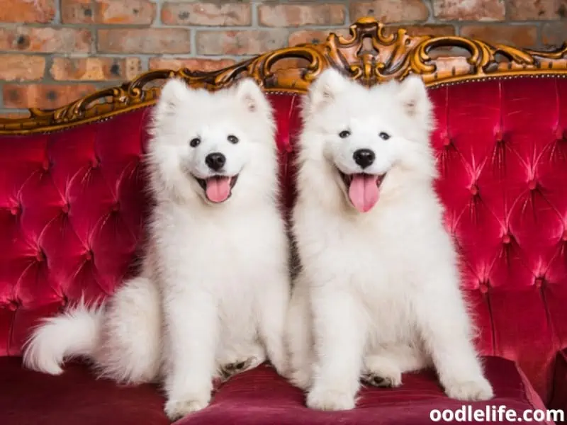 Samoyeds on a couch