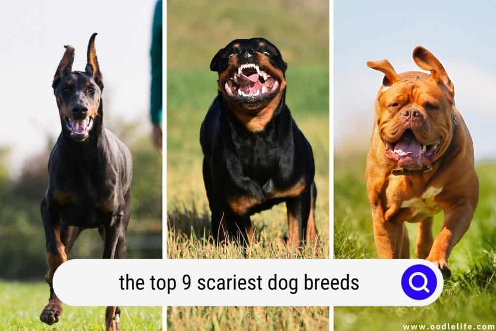 scariest dog breeds