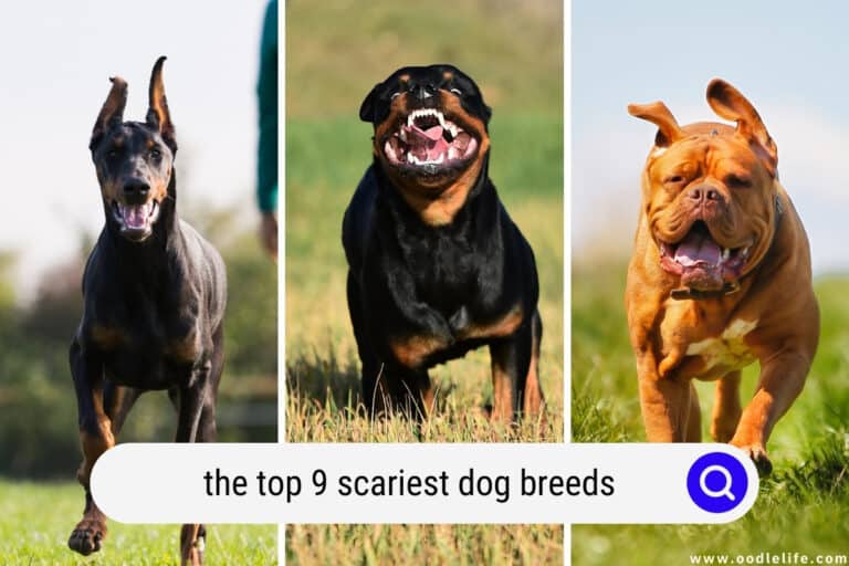 The Top 9 Scariest Dog Breeds (Scary!) With Photos