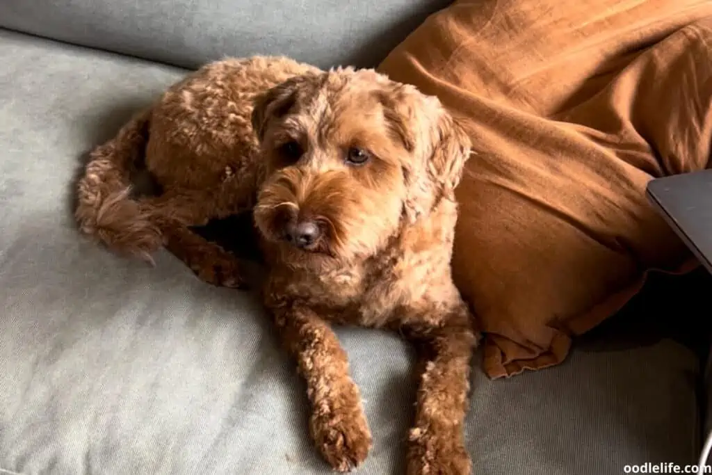 shaved labradoodle looks like