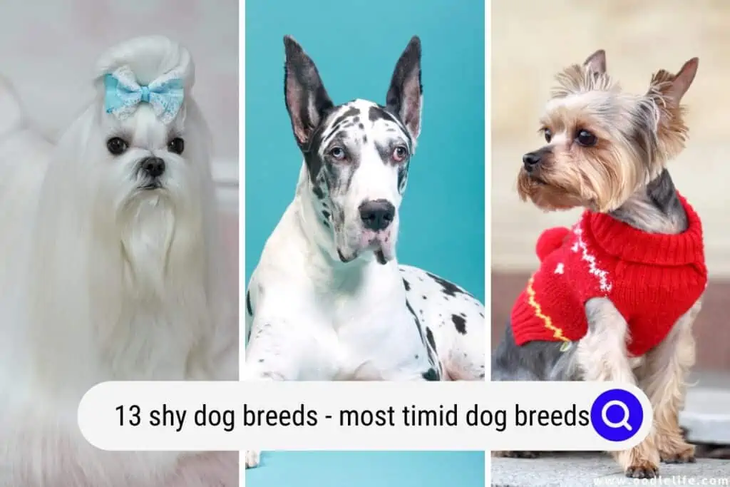 shy dog breeds