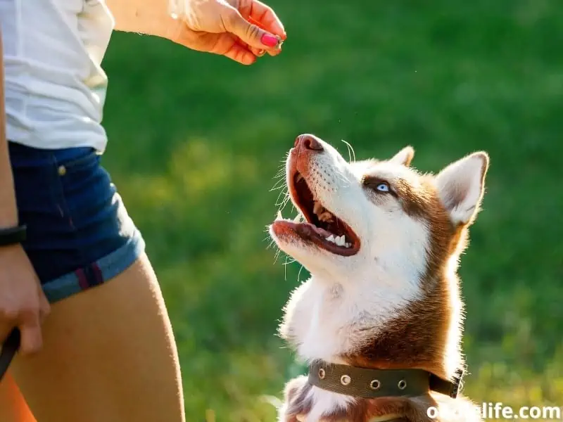 Siberian Husky treat