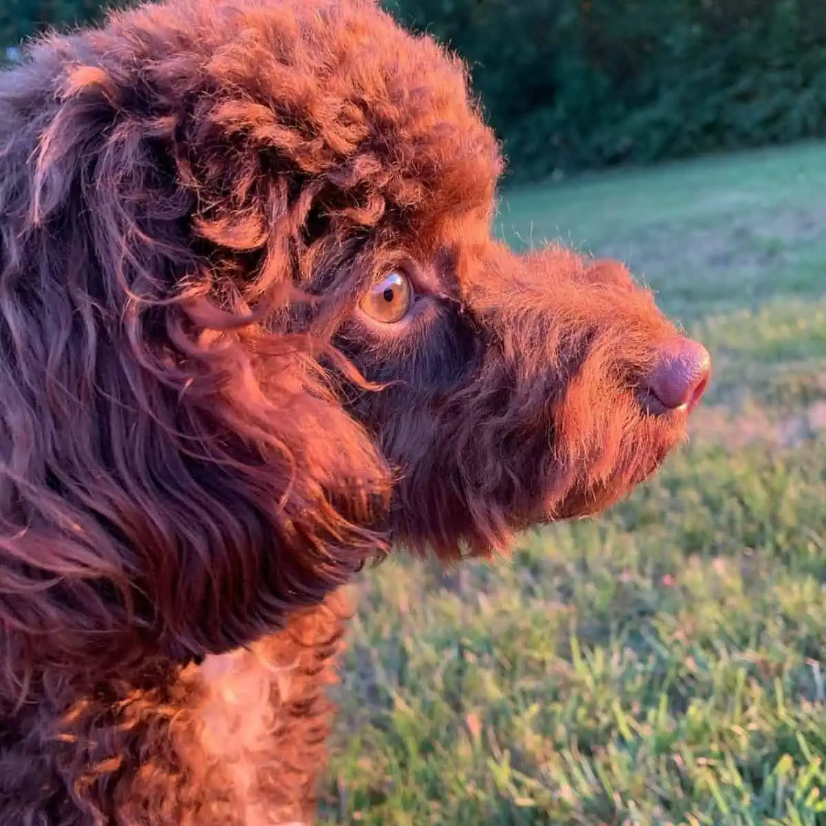 side profile of cockapoo