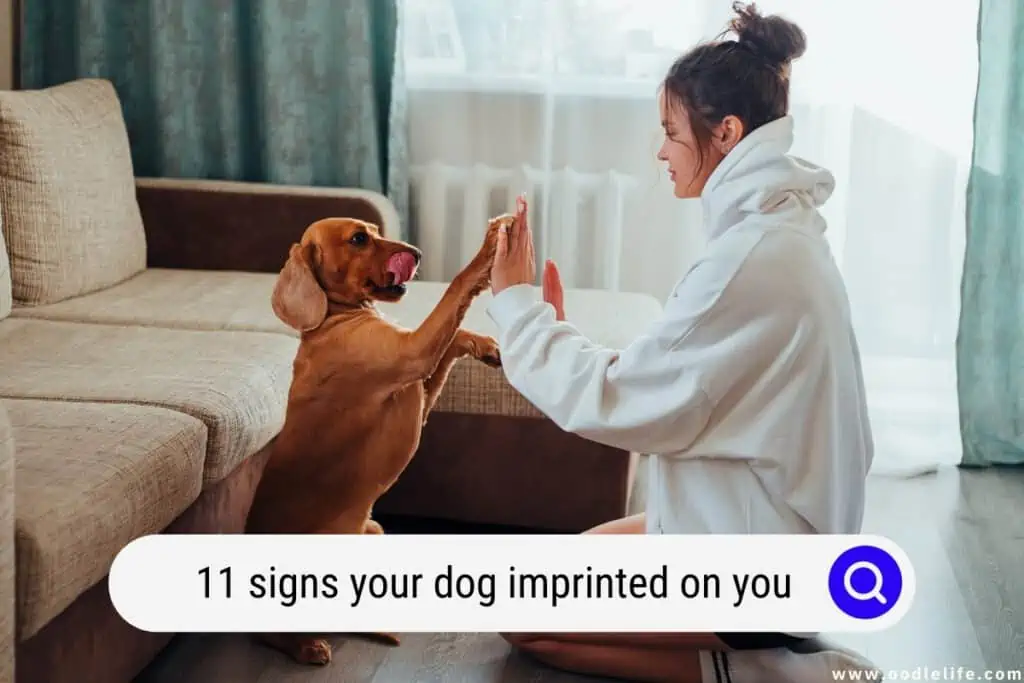 signs your dog imprinted on you