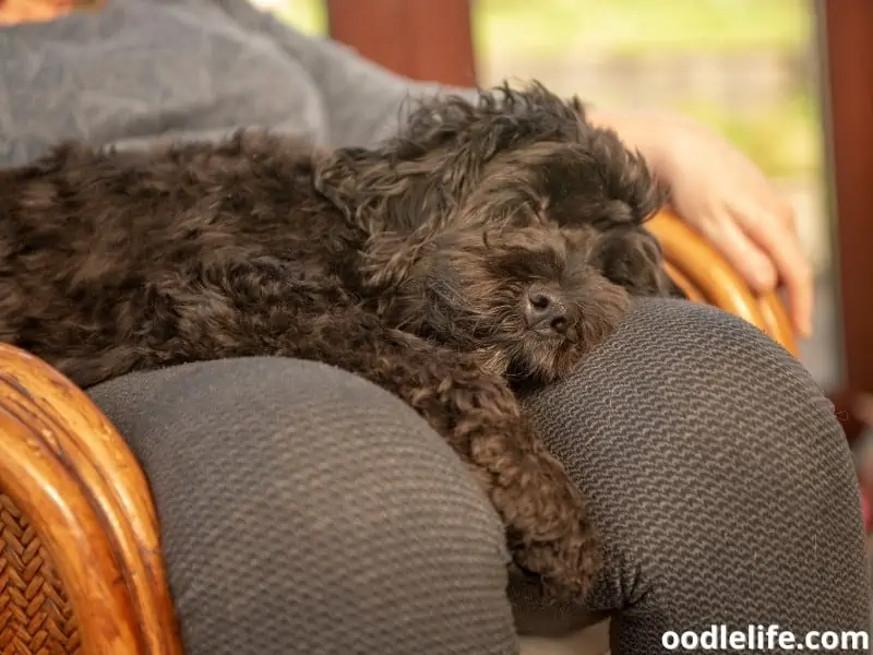 sleeps on owner's lap