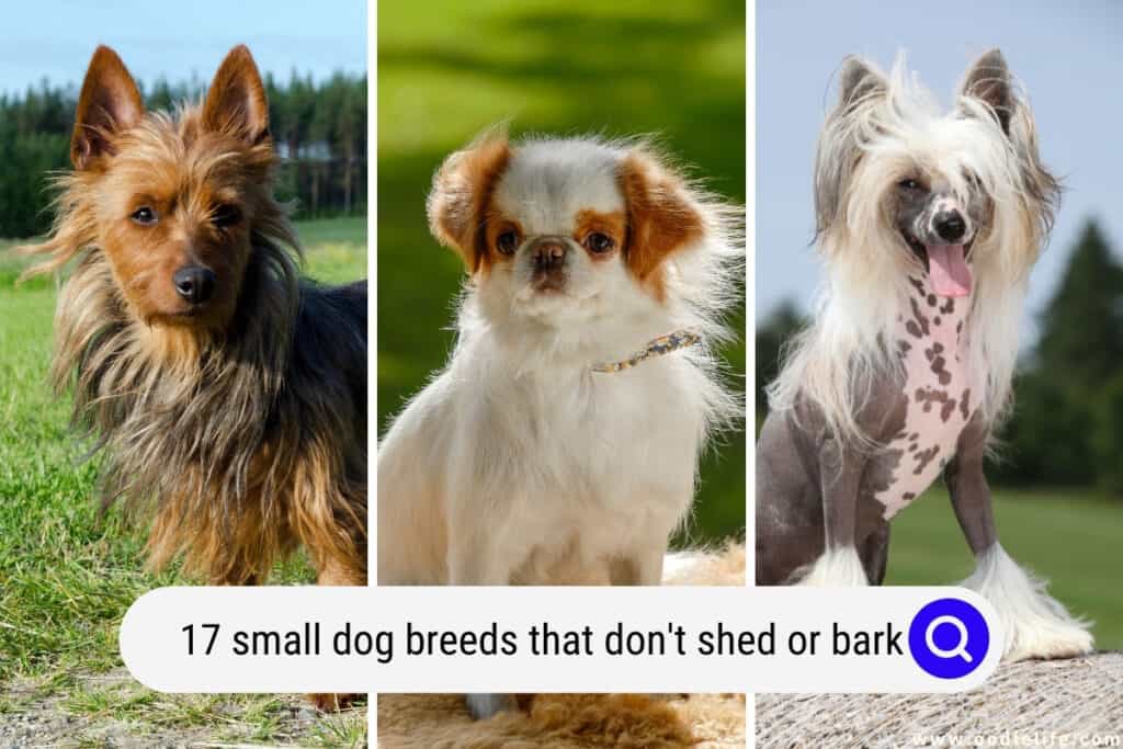 small dog breeds that dont shed or bark