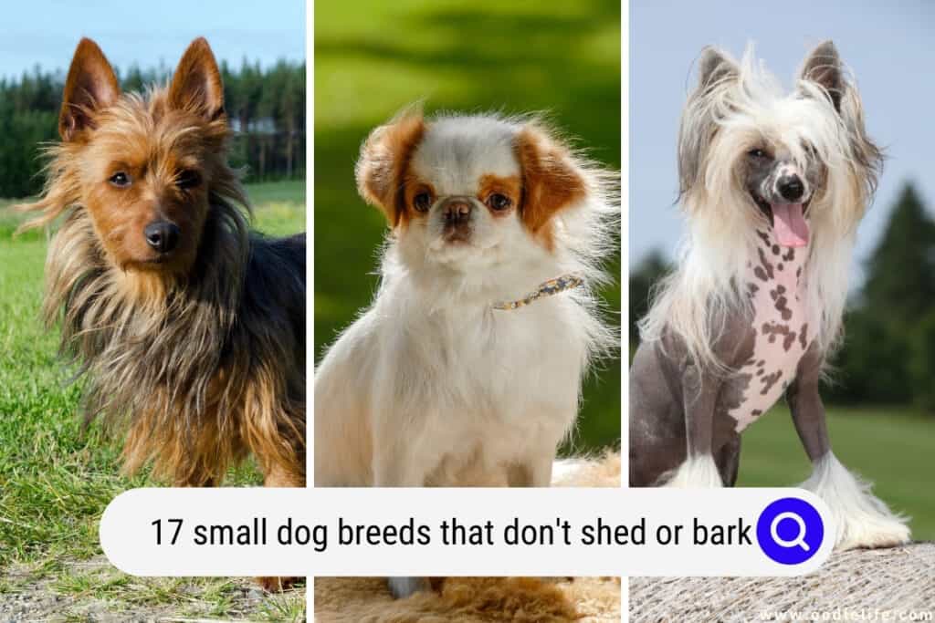 17 Small Dog Breeds That Don't Shed Or Bark (Pictures) Oodle Life