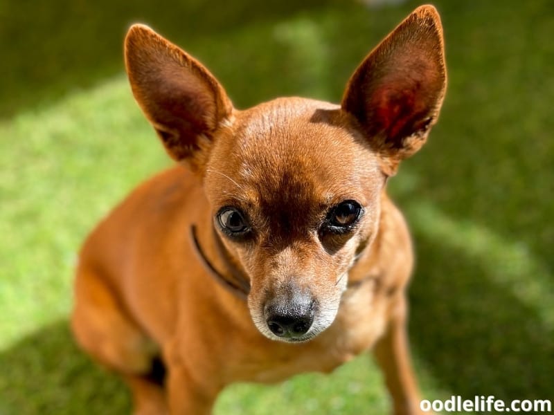 small dog with large ears