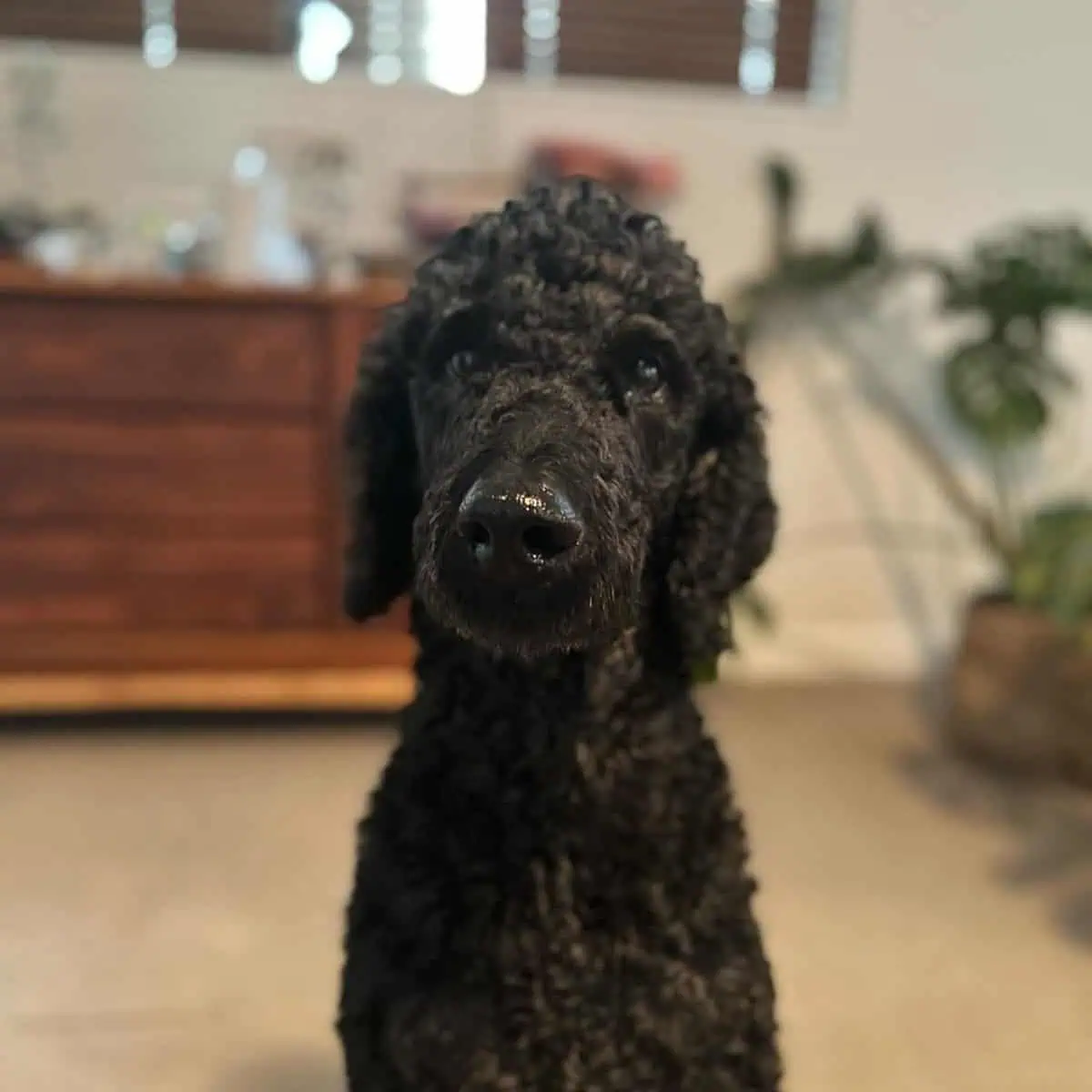 Standard Poodle with no collar