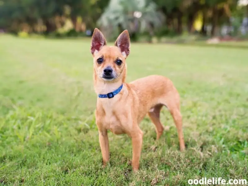 standing Deer Head Chihuahua