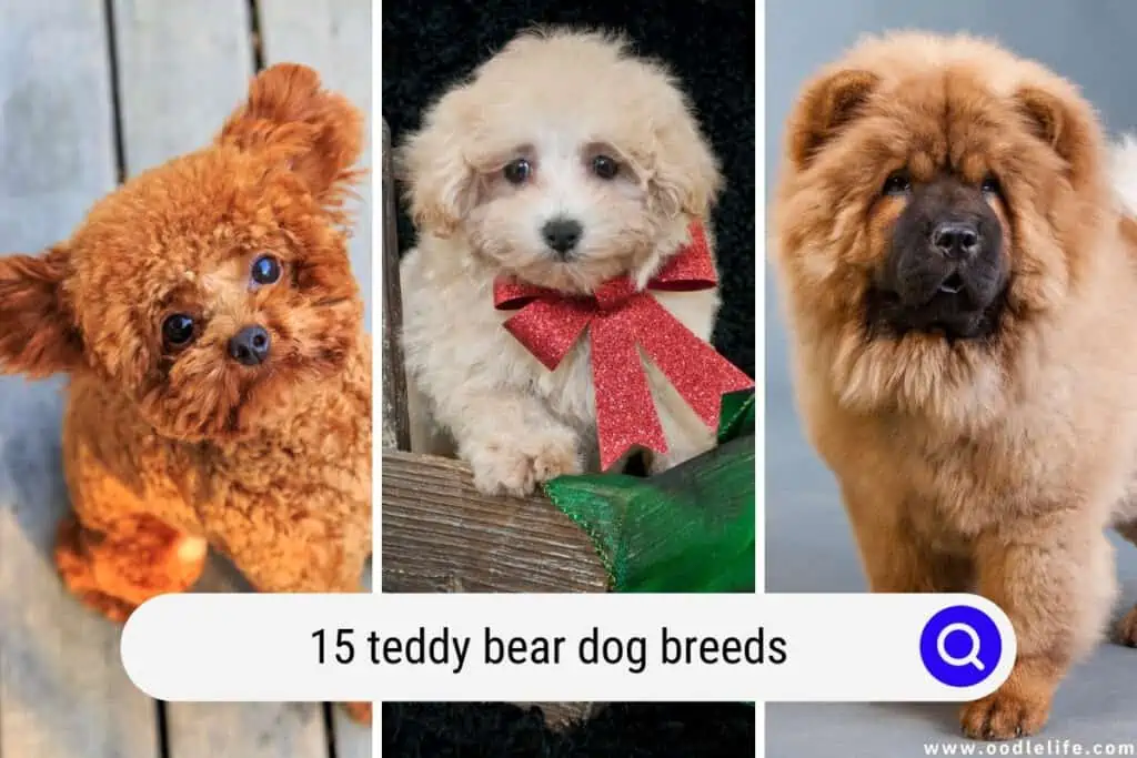 teddy bear dog breeds