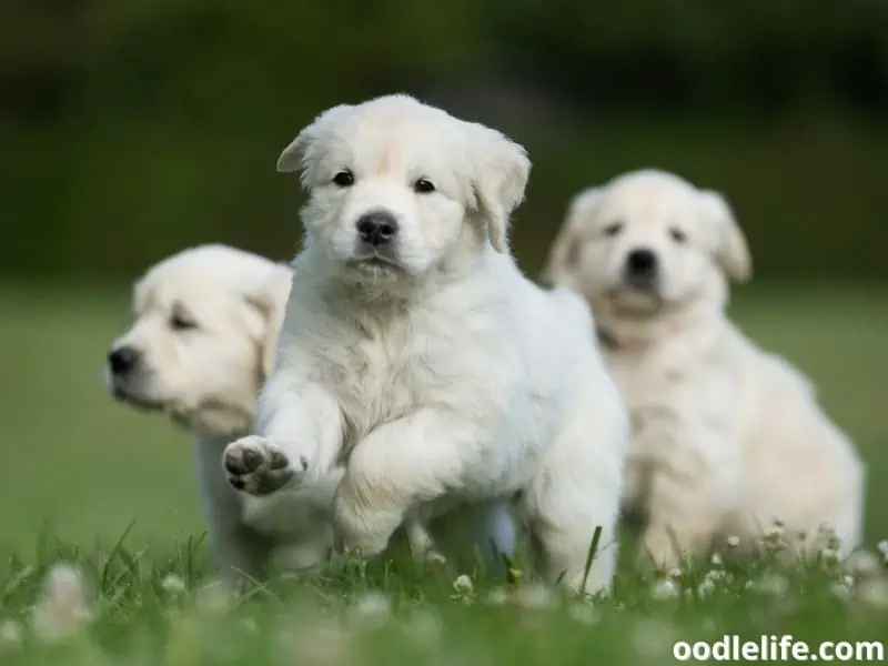 three Golden Retriever puppies