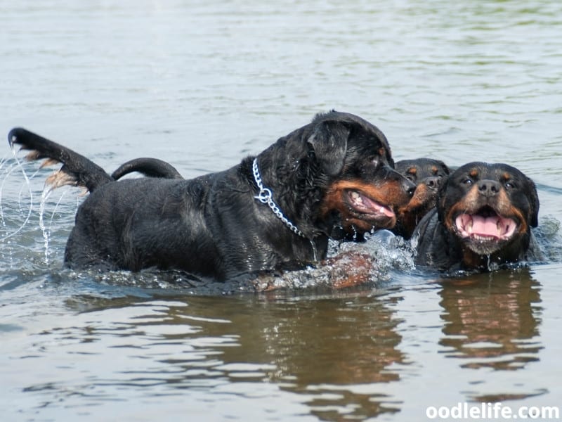 three Rottweilers swimming together