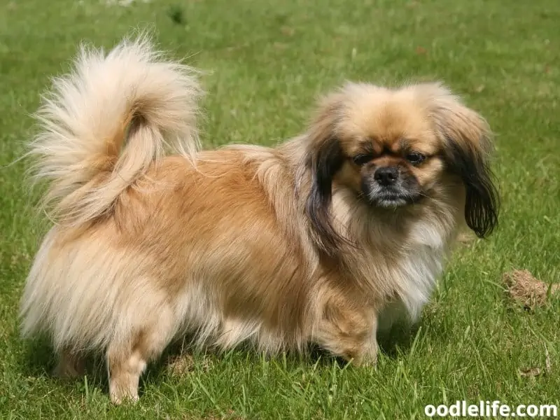 Tibetan Spaniel on grass