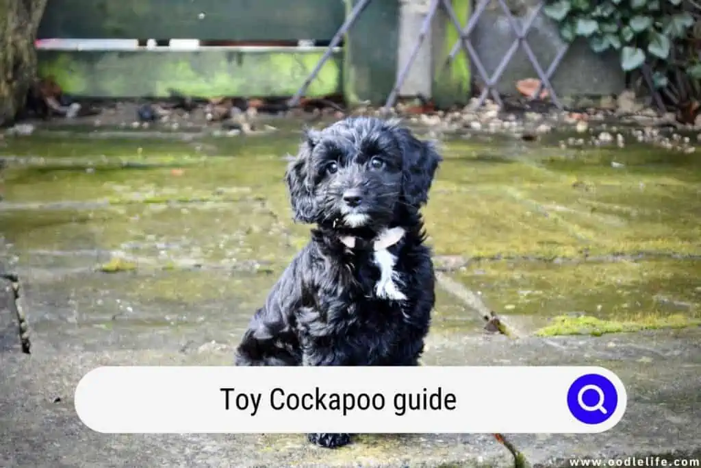 Toy Cockapoo