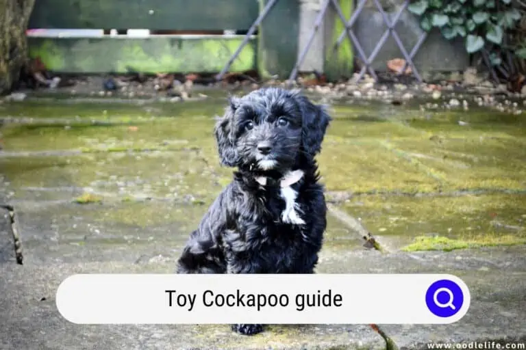 Toy Cockapoo Guide (with Photos!)
