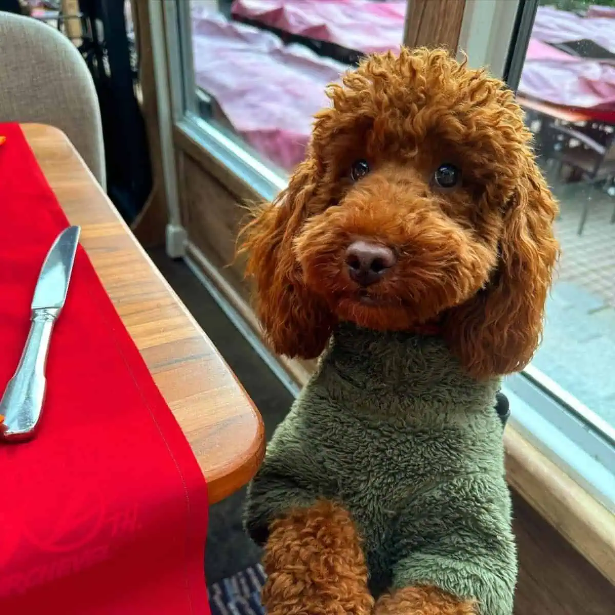 Toy Poodle at a restaurant