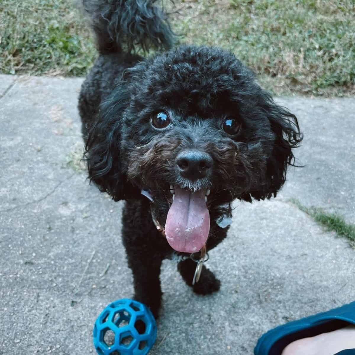 Toy Poodle wants to play