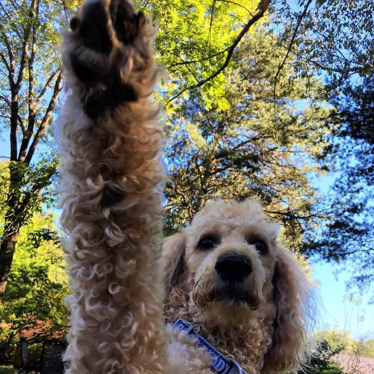 training Poodle outside