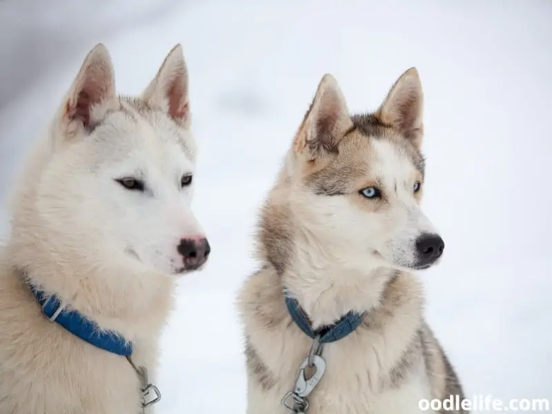 two Huskies sit together