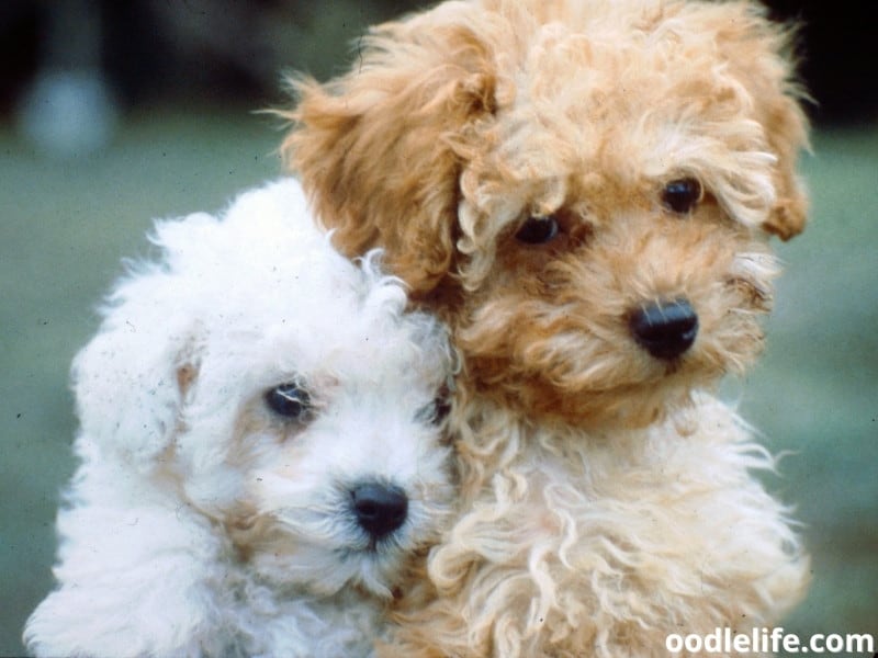 two Poodle puppies