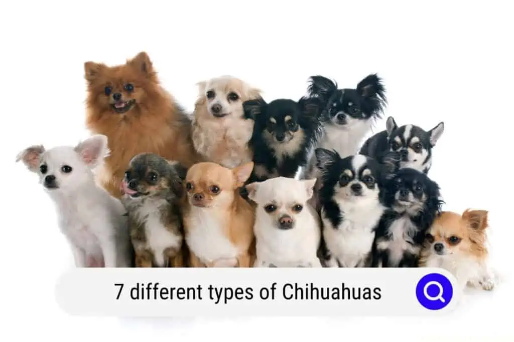 types of Chihuahuas
