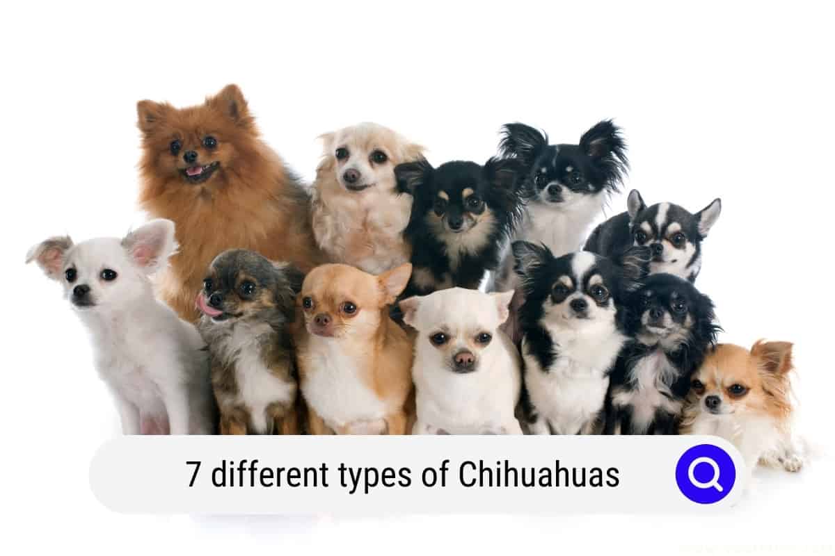 5 Different Types Of Chihuahuas (With Photos) - Oodle Life