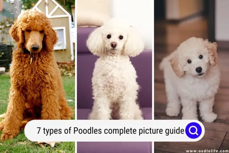 7 Types of Poodles Complete Picture Guide 