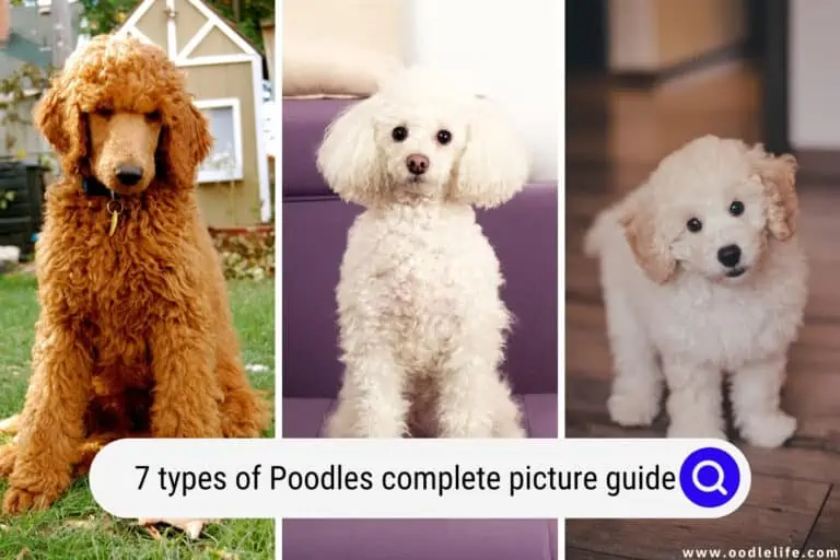7 Types Of Poodles Complete Picture Guide OodleLife
