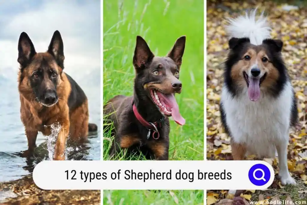 types of Shepherd dog breeds