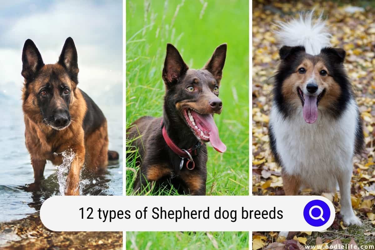 12 Types Of Shepherd Dog Breeds With Pictures