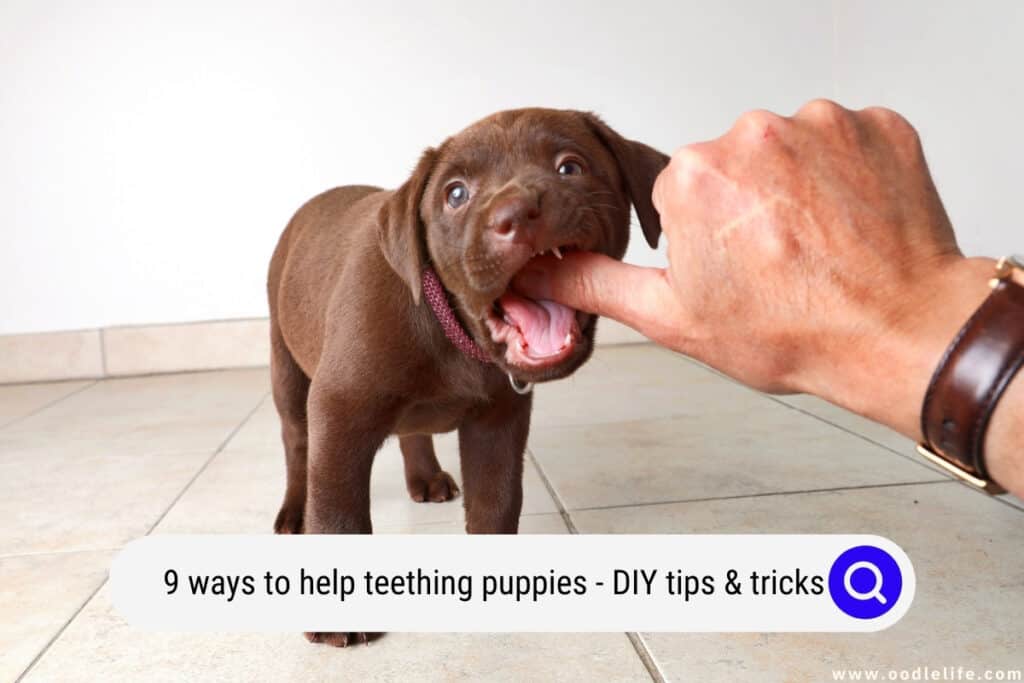 ways to help teething puppies