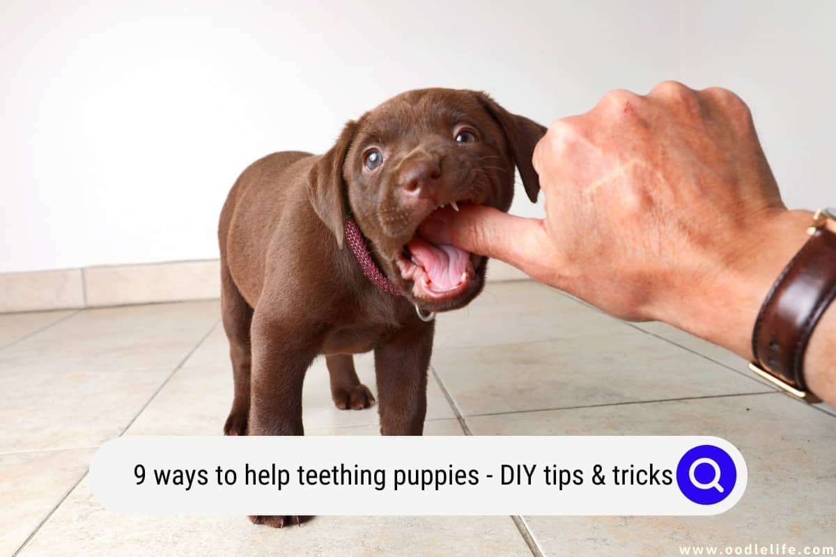 9 Ways To Help Teething Puppies Plus