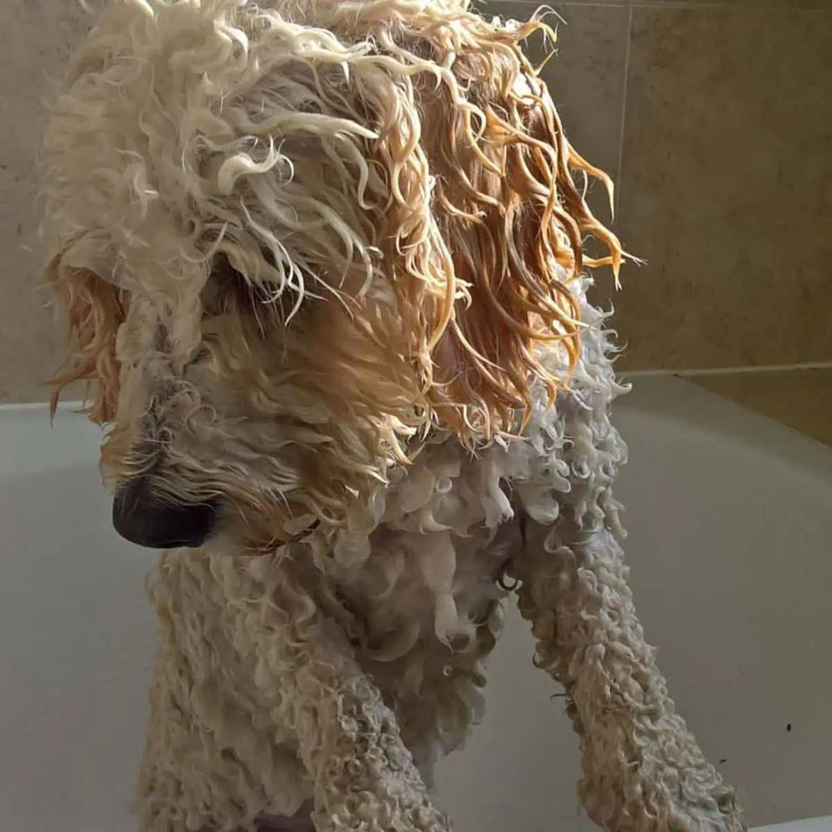 wet Cavapoo during bath
