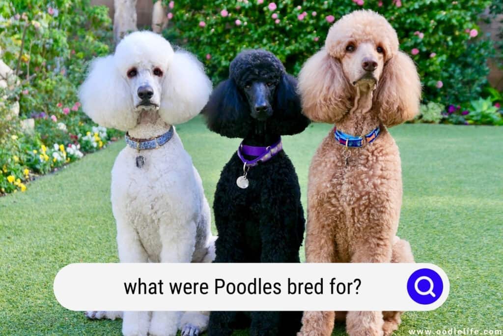 what were Poodles bred for