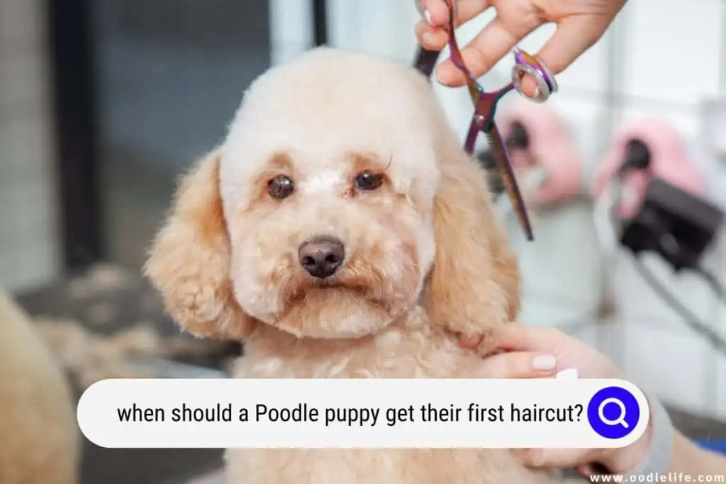 when should a Poodle puppy get their first haircut