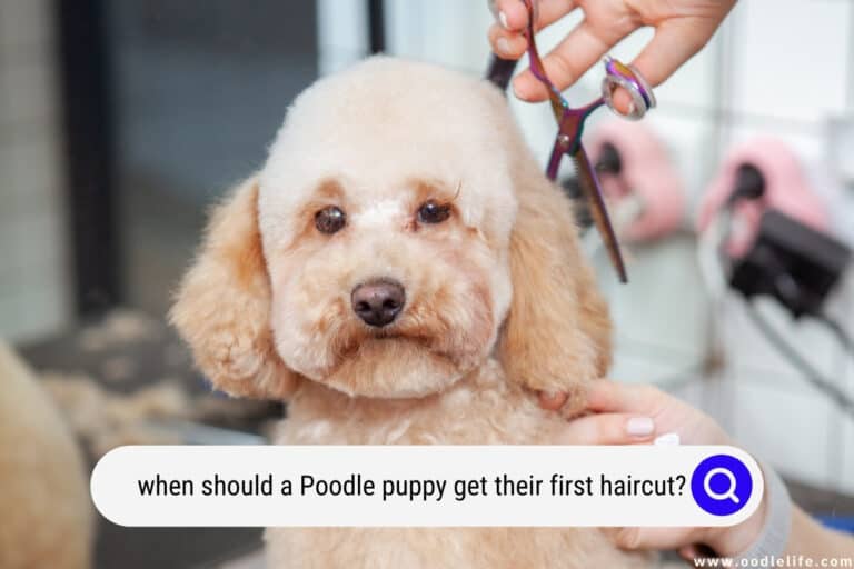 When Should a Poodle Puppy Get Their First Haircut? (Standard, Mini, and Toy)