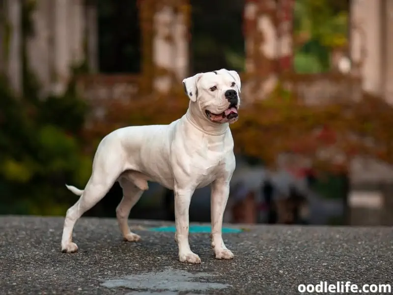 white American Bulldog standing