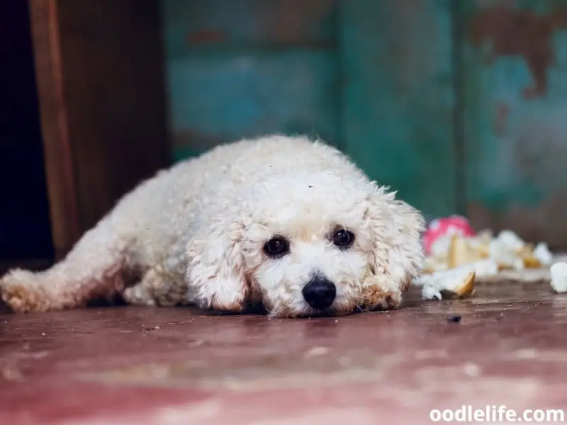 white Poodle on the floor