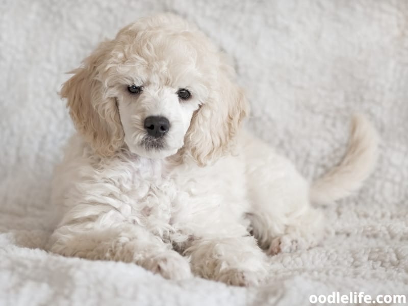 white Poodle puppy sitting