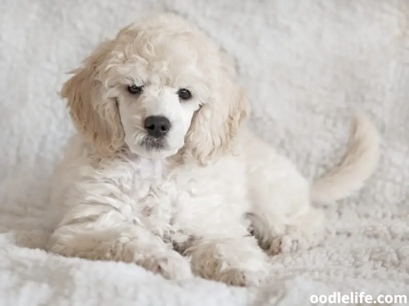 Top poodle breeders cheap