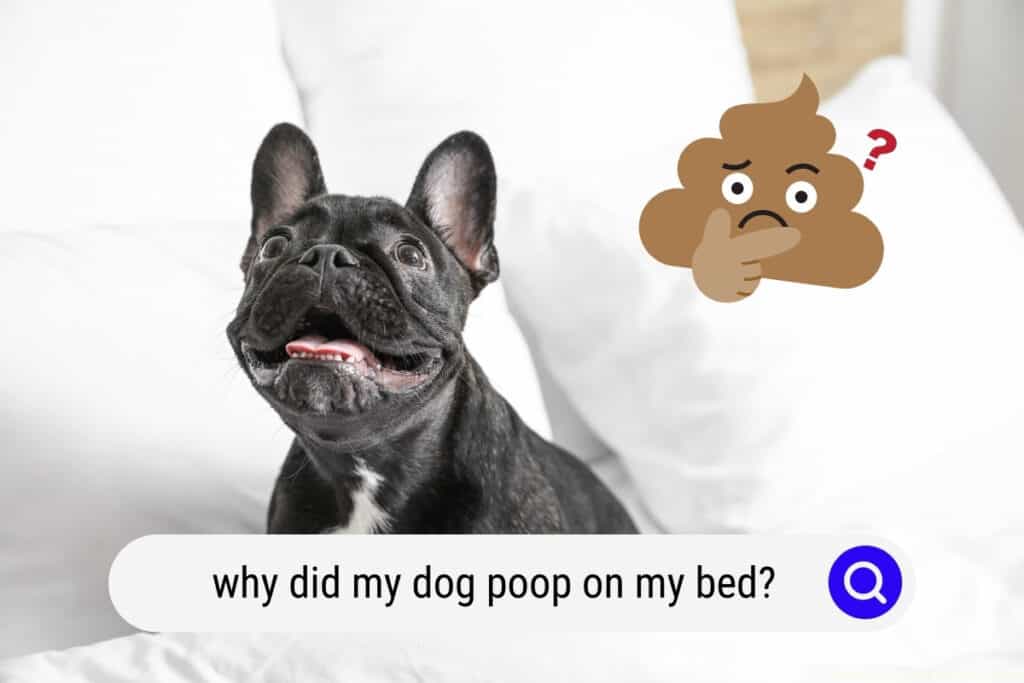 why did my dog poop on my bed