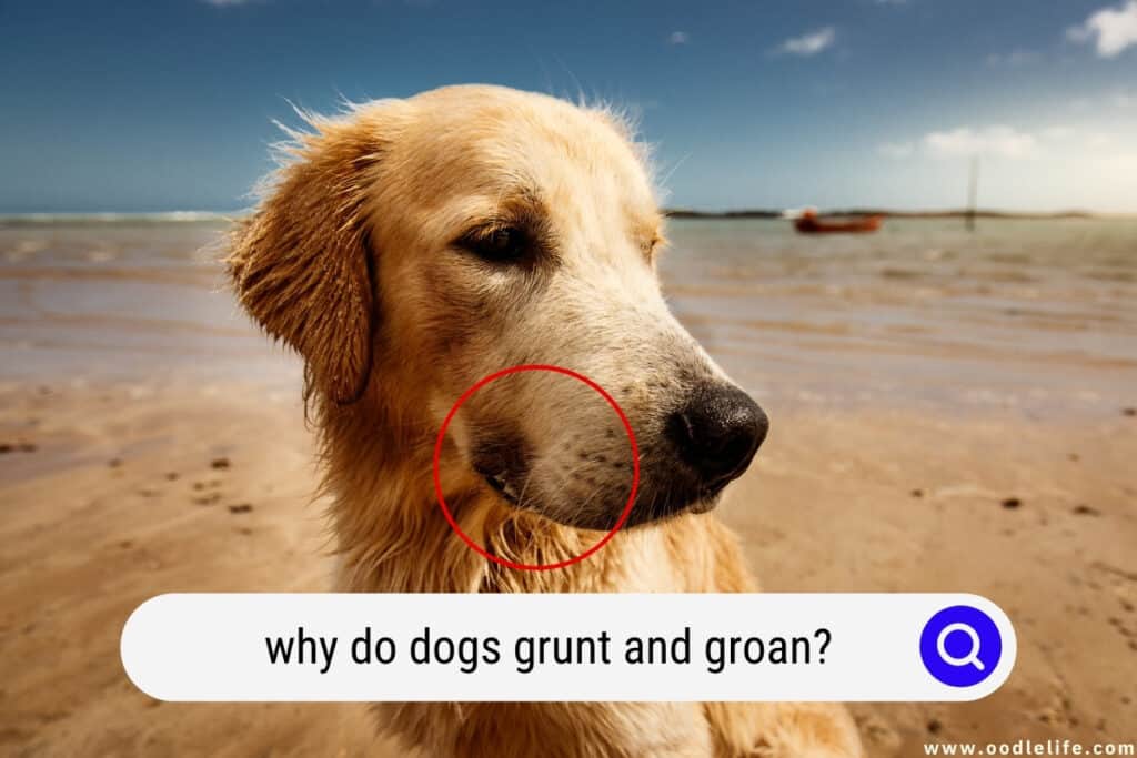 why-do-dogs-grunt-and-groan-explained-oodle-life